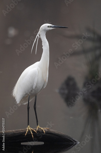 Egretta garzetta - Little Egret - Aigrette garzette