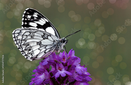 Wallpaper Mural papillon demi-deuil (melanargia galathea) sur une fleur violette- photographie macro avec bokeh Torontodigital.ca