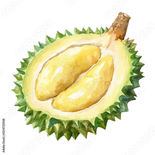 watercolor vector of Durian Slice, isolated on a white background.