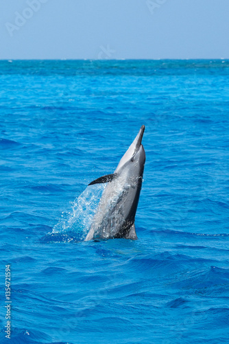 Dolphin jumping in the sea near Maldives island, showcasing their acrobatic spins, graceful swimming, and natural beauty in serene tropical waters.