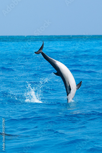 Dolphin jumping in the sea near Maldives island, showcasing their acrobatic spins, graceful swimming, and natural beauty in serene tropical waters.