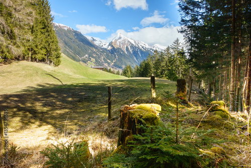 Blick aus einem Wald zu den schneebedeckten Berggipfeln