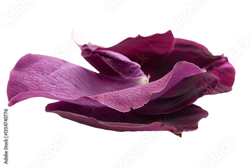 Enchanting Purple Rose Petals: A Touch of Magic for Weddings and Events Isolated on Transparent Background