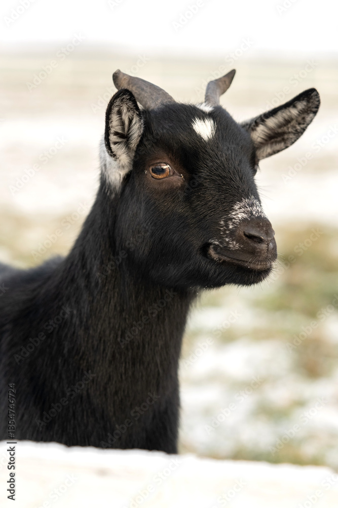 Fototapeta premium Portrait of goat, winter