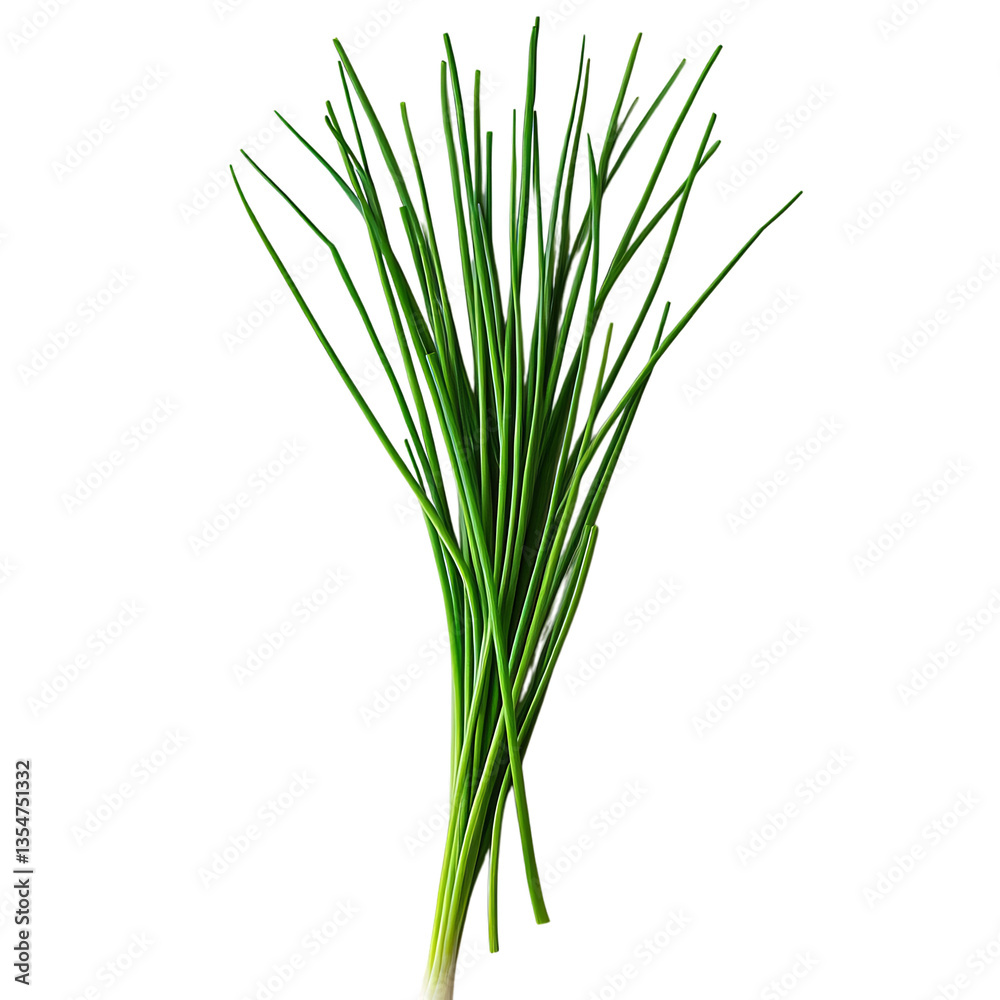 Fresh Chives and Green Onions Isolated on Transparent Background Fresh Chives and Green Onions Isolated on Transparent Background