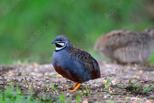 oval bird standing on grassy spot, beautiful male blue-breasted or chinese quail during morning foraging with female behind