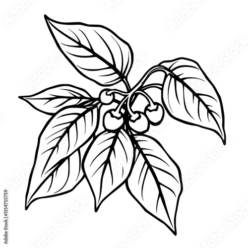 Elegant Coffee Plant Illustration Intricate Line Art of Lush Leaves and Ripe Berries