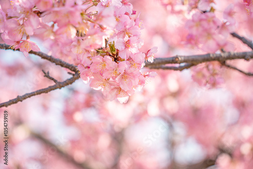 桜の花
