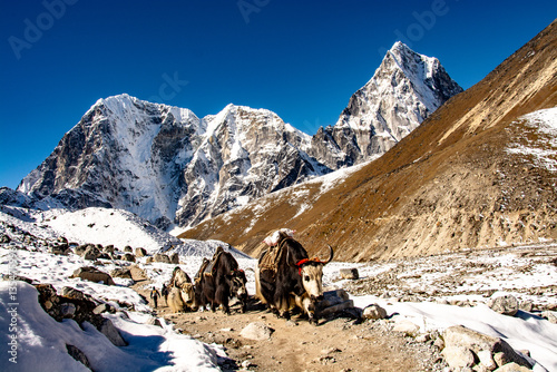 Typical scene from the Himalayas on the way from Everest Base Camp (EBC) to Thukla, with yaks carrying loads. The highest peak in the photo is the Taboche, altitude 6542m.
