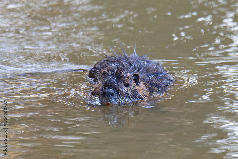 Obraz premium Nutria im Frühjahr an der Spree