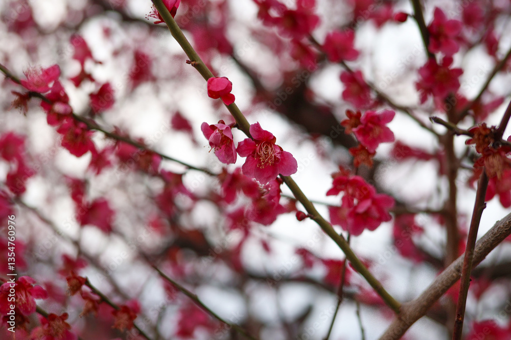 大阪城公園にて美しく咲く梅の花 大阪城公園にて美しく咲く梅の花
