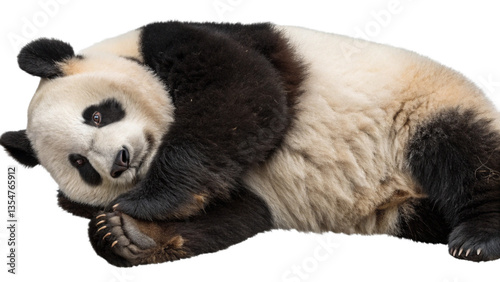 A panda bear lying down and relaxing, isolated on a transparent background 