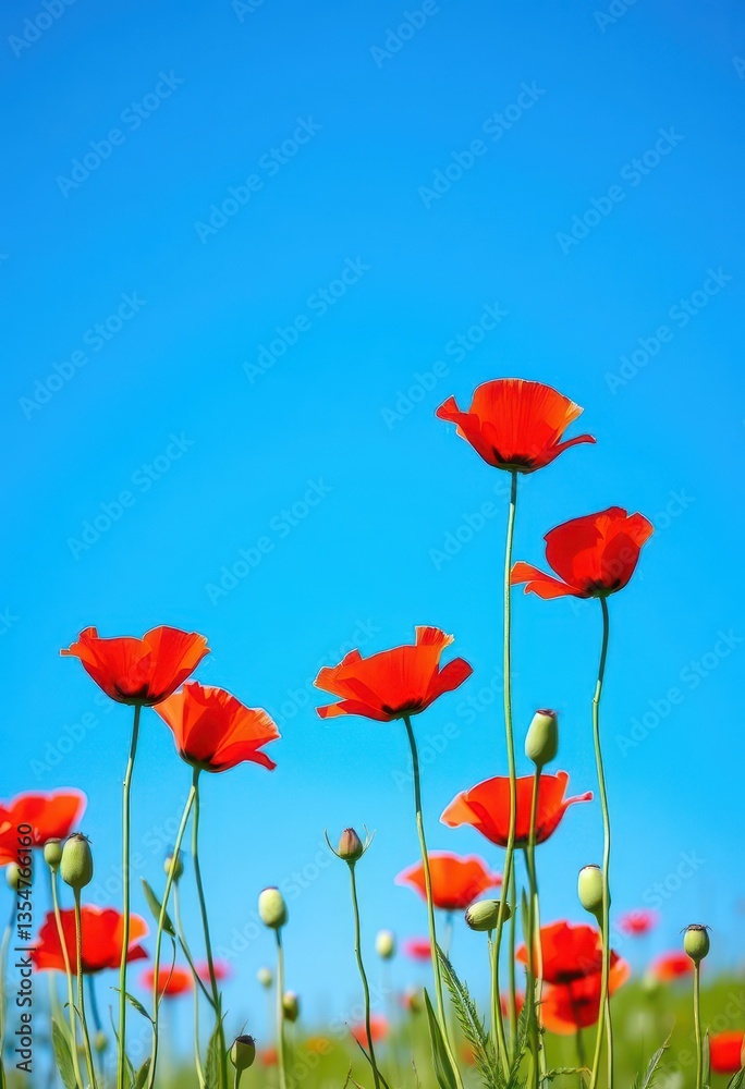 Obraz premium Vibrant red poppies bloom against a clear azure sky, spring, blossom