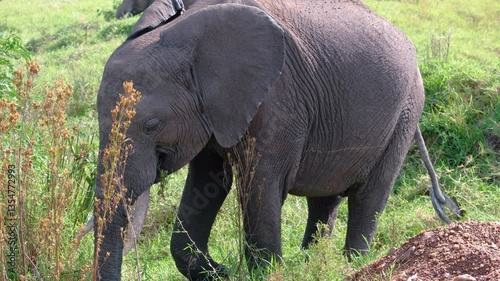 Elephants of Africa