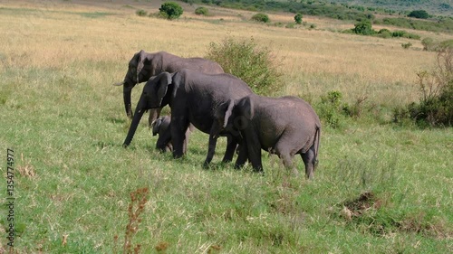 Elephants of Africa