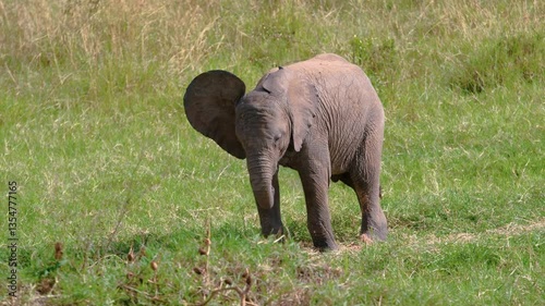 Elephants of Africa