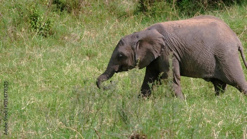 Elephants of Africa
