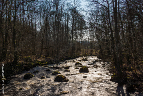 river in the forest