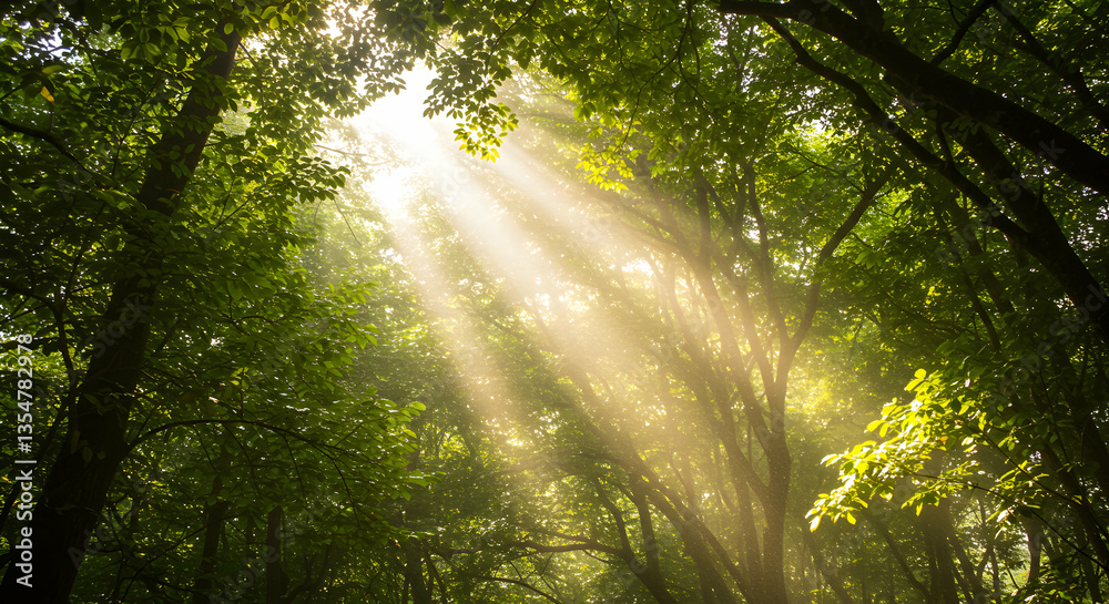 Obraz premium Sun Rays Filtering Through Green Forest Canopy Creates a Woodland Atmosphere