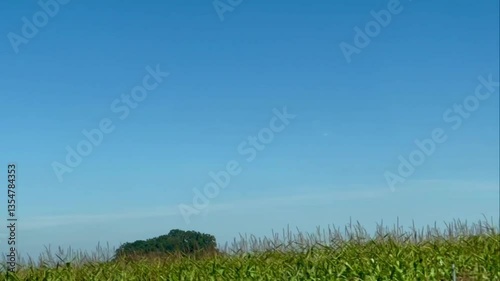Green trees in an open field, transitioning into a cornfield, view from the car window 