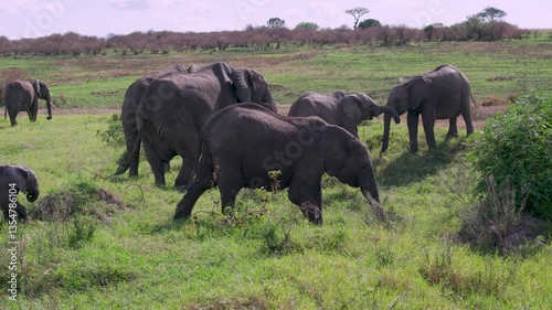 Elephants of Africa