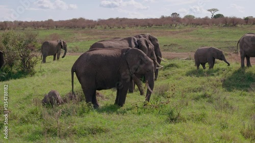 Elephants of Africa
