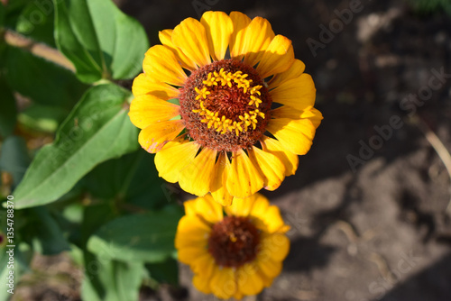 A vibrant yellow flower (zinnia elegans) with a prominent reddish-brown center. Radiant Yellow Bloom