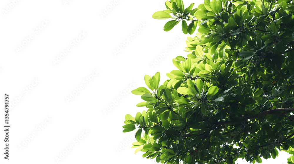 Obraz premium A tree with green leaves is shown against a white background