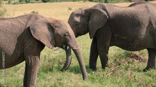 Elephants of Africa