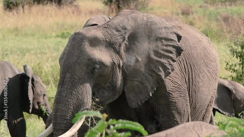 Elephants of Africa