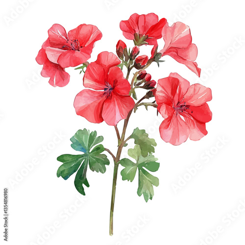 watercolor of Geranium Branch, isolated on a white background.