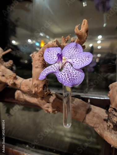 orchid in a pot