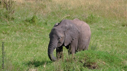 Elephants of Africa