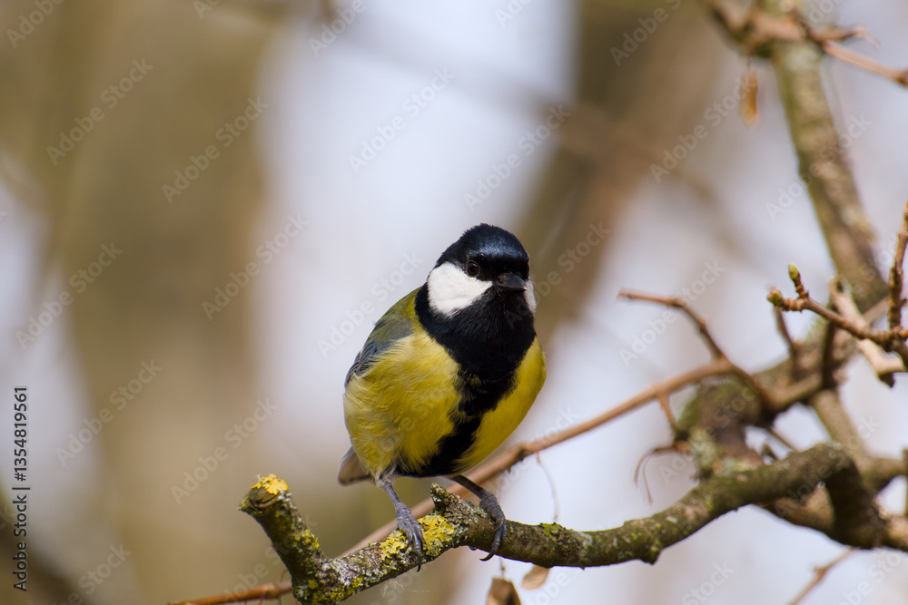 great tit perching on a tree branch close-up