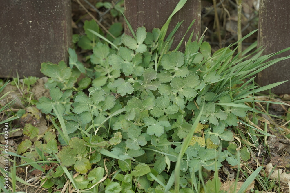 Obraz premium ivy on the wall