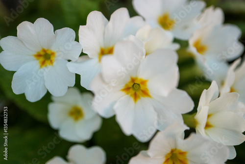 White Primula In The Garden