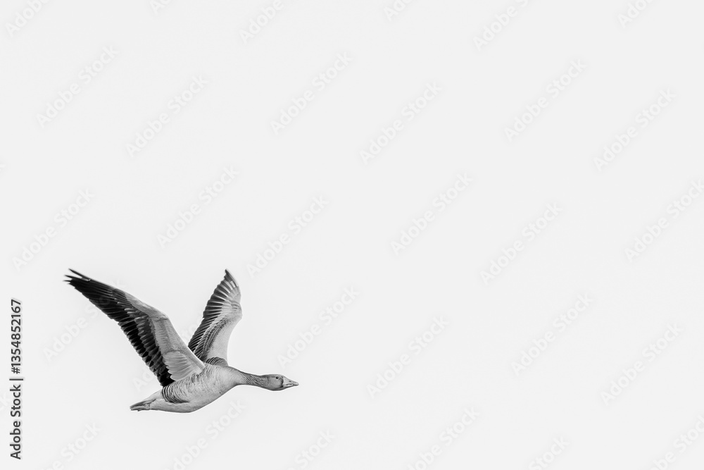 Obraz premium Greeting card template flying goose in black and white