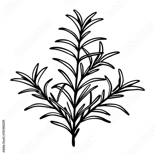 Hand Drawn Rosemary Herb Illustration Black and White Organic Design