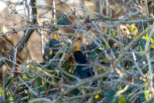 Blackbird on a tree branch. Blackbird among the trees.