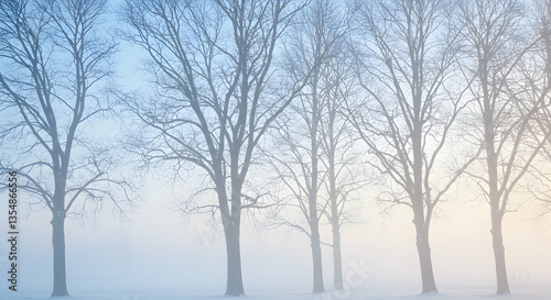 Wallpaper Mural Bare Trees Standing Silently in Winter Fog with Pastel Sky Torontodigital.ca