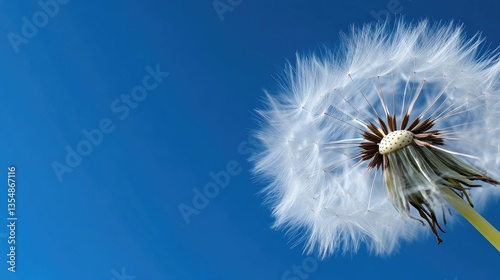 Dandelion seed head against a vibrant blue sky