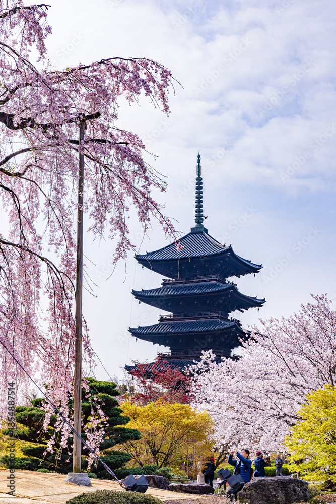 Obraz premium 京都府 東寺の五重塔と桜のある風景 
