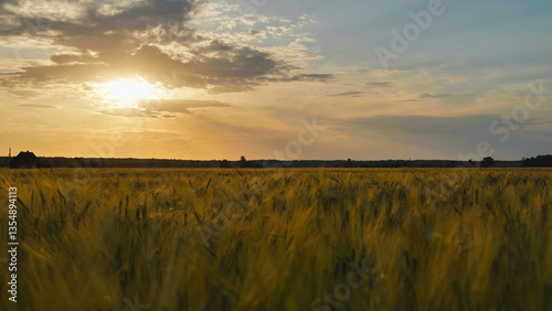 Golden sunset illuminating vast wheat field in the countryside