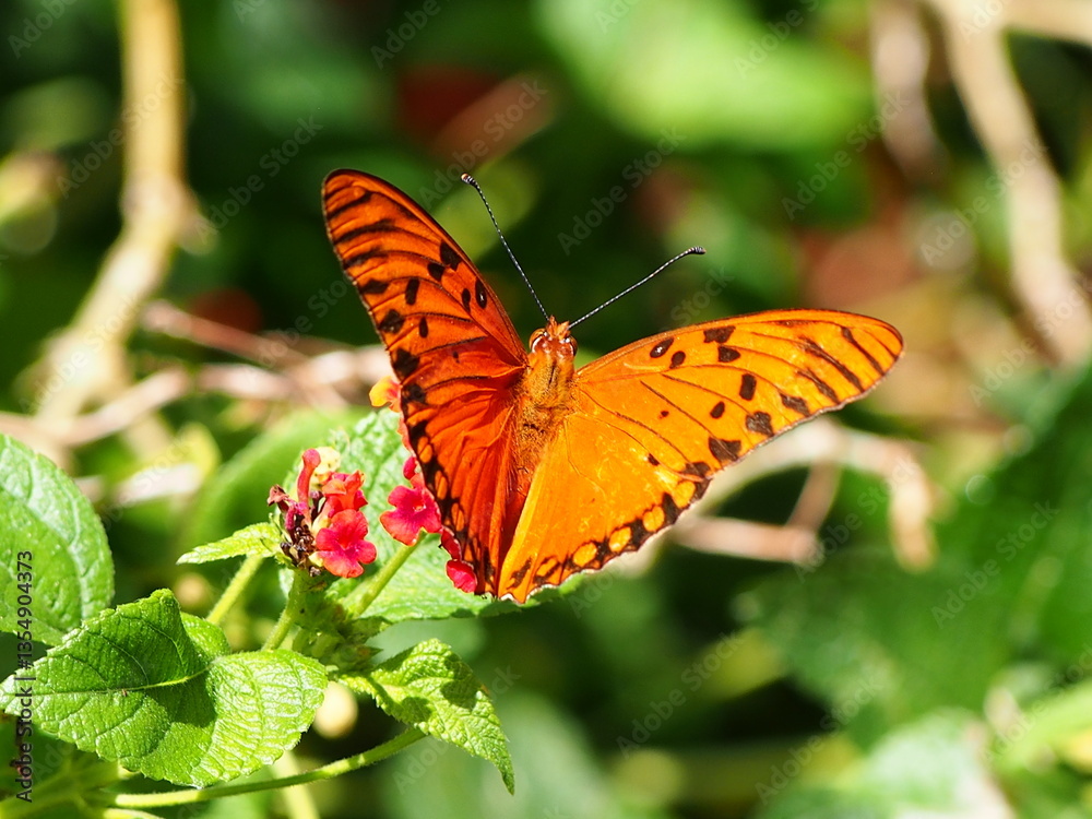 Obraz premium OLYMPUS DIGITAL CAMERA