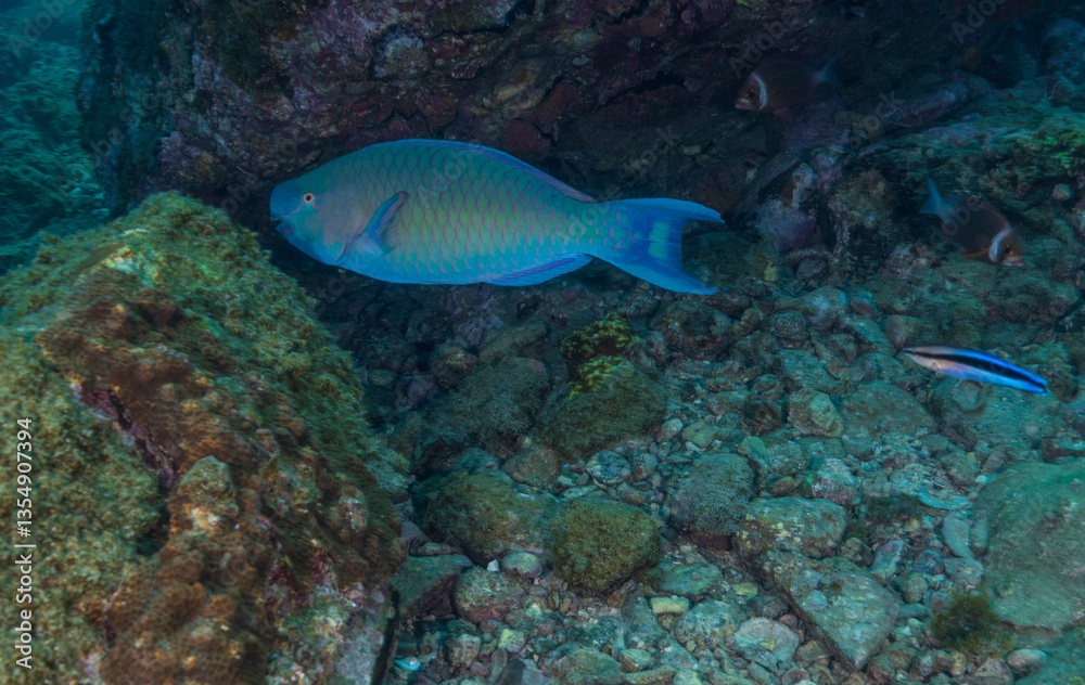 Obraz premium A Parrotfish swimming in the coral reef : Underwater image taken while scuba diving off Netrani island, Karnataka (India)