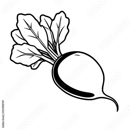 Freshly Harvested White Radish with Vibrant Green Tops a Delightful Vegetable