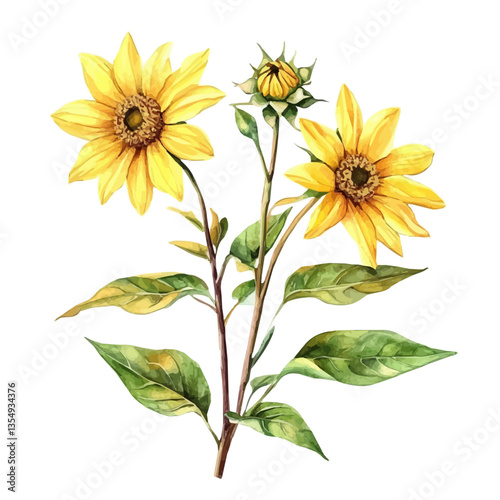 Helianthus Branch, watercolor vector, isolated on a white background.