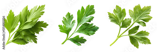 Organic celery leaves in natural light - fresh garden food photography