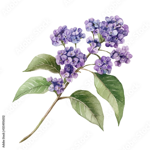watercolor vector of Heliotrope Branch, isolated on a white background.