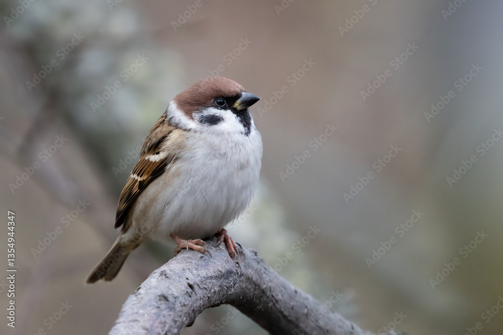 Tree sparrow Tree sparrow